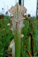 /album/fotogaleria-sarracenia/images-4-jpg9/